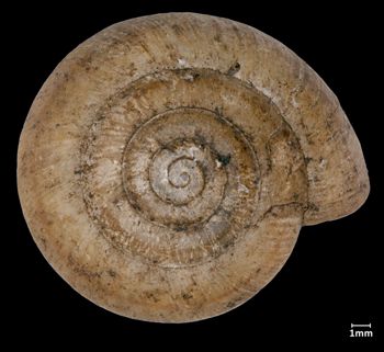 Media type: image;   Malacology 161285 Aspect: apical